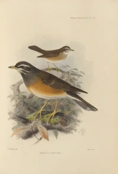 Merula Obscura av Henry Seebohm