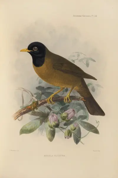 Merula Olivatra av Henry Seebohm