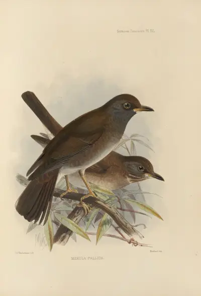 Merula Pallida av Henry Seebohm