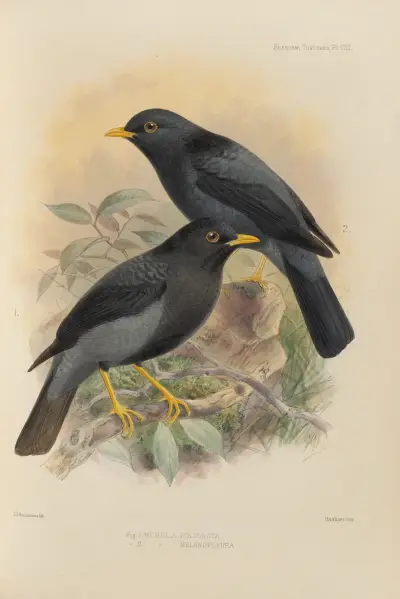 Merula Polionota, Merula Melanopleura av Henry Seebohm