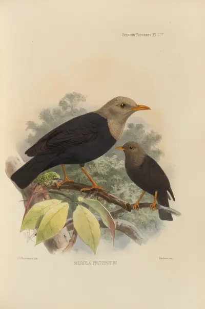 Merula Pritzbueri av Henry Seebohm