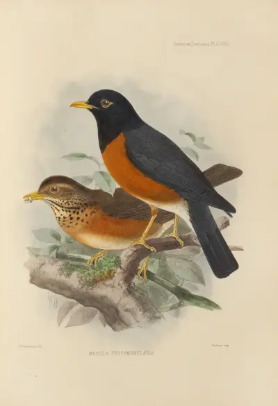 Merula Protomomelaena av Henry Seebohm