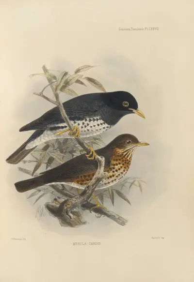 Merula Reevei, Henry Seebohm