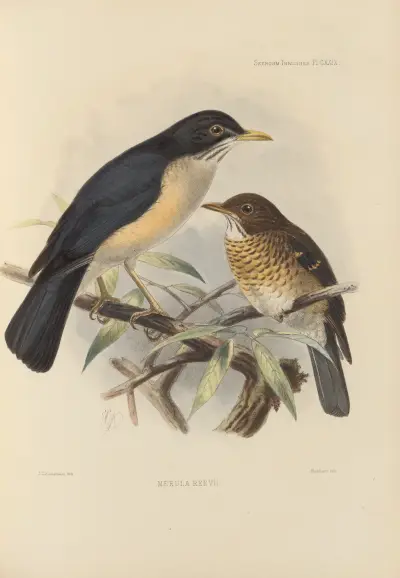 Merula Reevi av Henry Seebohm
