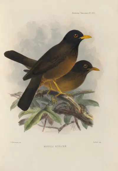 Merula Roraimae, Henry Seebohm