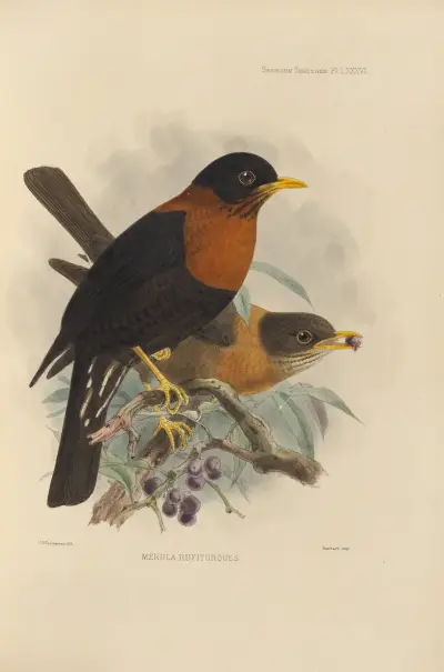 Merula Rufitorques av Henry Seebohm