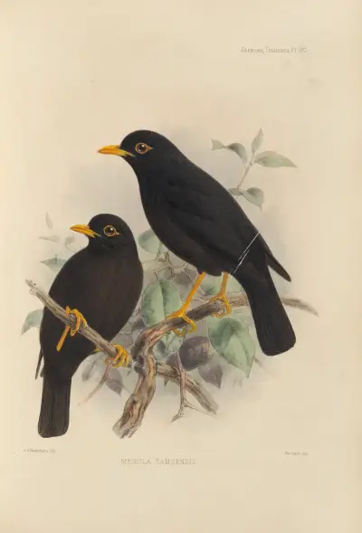 Merula Samoensis av Henry Seebohm