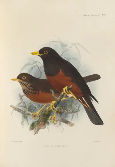 Merula Seebohmi av Henry Seebohm