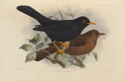 Merula Serrana av Henry Seebohm