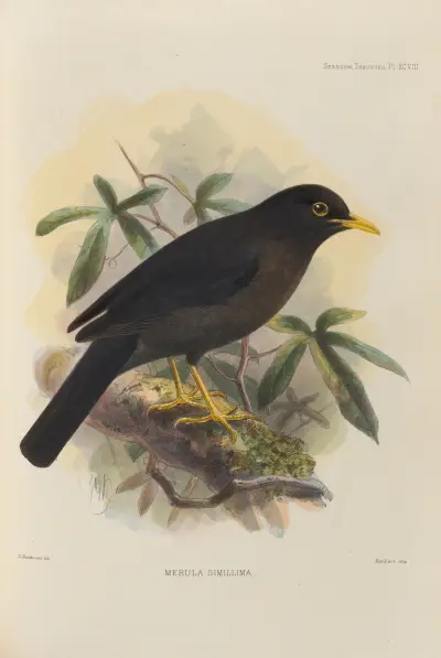 Merula Simillima av Henry Seebohm