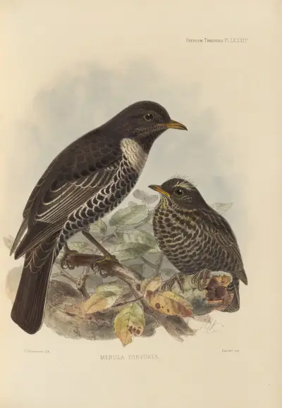 Merula Torquata. av Henry Seebohm