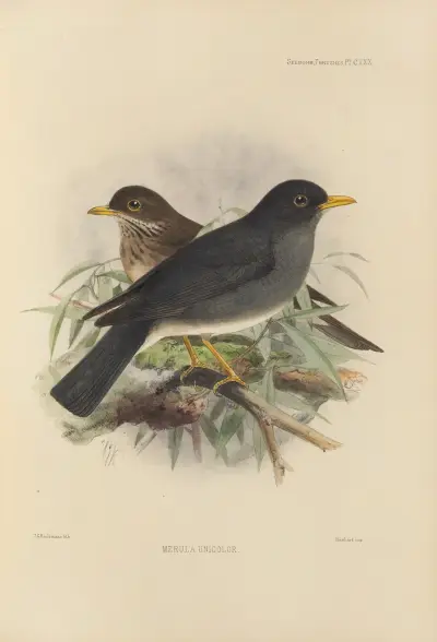 Merula Unicolor av Henry Seebohm
