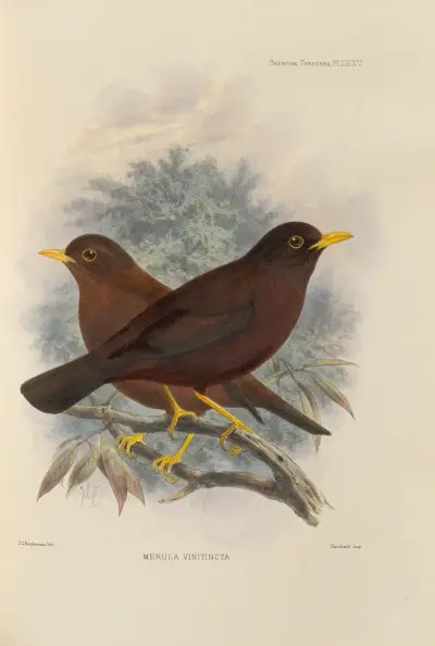 Merula Vinitincta av Henry Seebohm