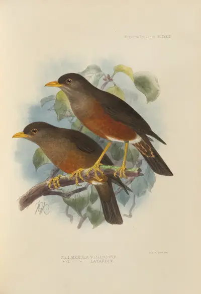 Merula Vitiensis, Merula Layardi av Henry Seebohm