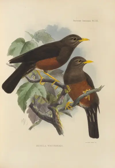 Merula Whiteheadi, Henry Seebohm