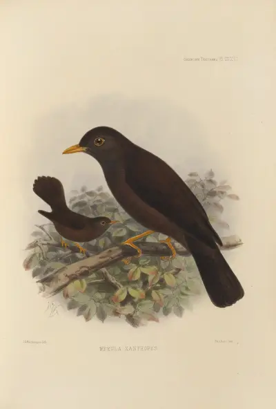 Merula Xanthopus av Henry Seebohm