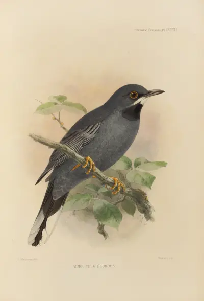 Mimocichla Plumbea av Henry Seebohm