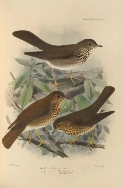 Turdus Aliciae, Turdus Ustulatus, Turdus Swainsoni av Henry Seebohm