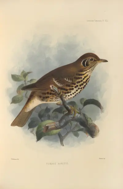 Turdus Auritus av Henry Seebohm