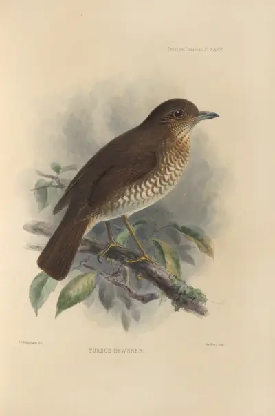 Turdus Bewsheri av Henry Seebohm