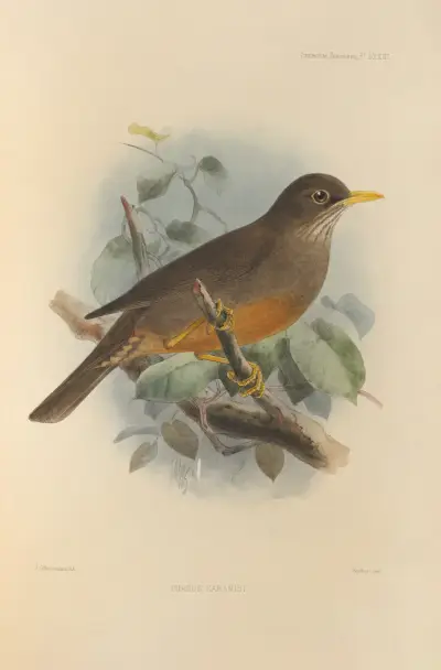 Turdus Cabanisi av Henry Seebohm