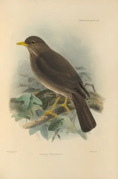 Turdus Chiguanco av Henry Seebohm