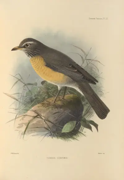 Turdus Confinis, Henry Seebohm
