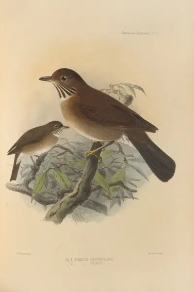 Turdus Crotopezus, Turdus Tristis, Henry Seebohm