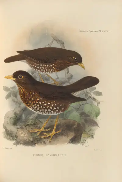 Turdus Dominicensis av Henry Seebohm