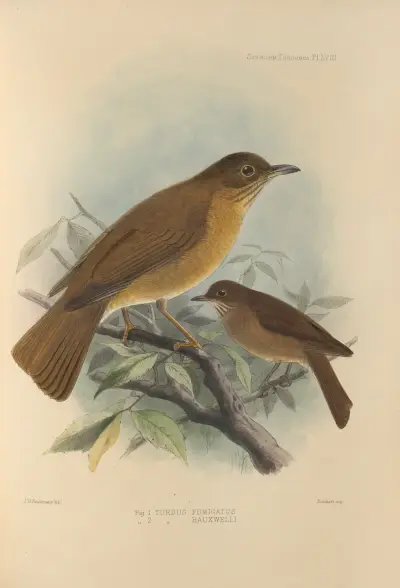 Turdus Fumigatus, Turdus Hauxwelli av Henry Seebohm