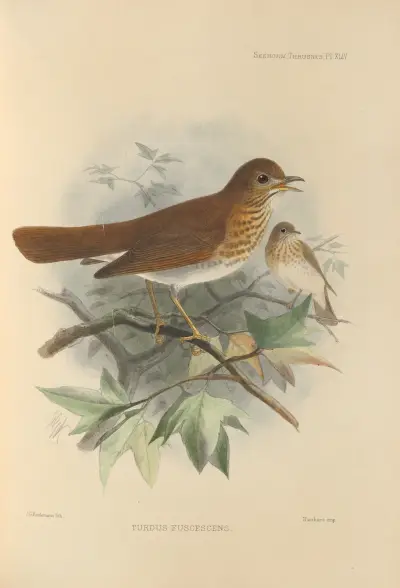 Turdus Fuscescens av Henry Seebohm