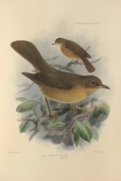 Turdus Grayii, Turdus Casius av Henry Seebohm