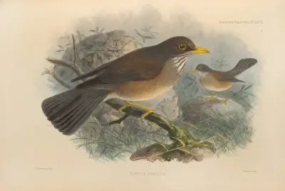 Turdus Graysoni av Henry Seebohm