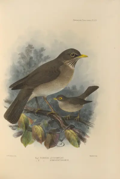 Turdus Leucomelas, Turdus Gymnophthalmus av Henry Seebohm