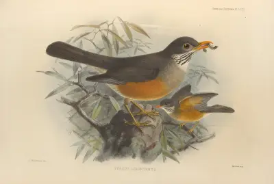 Turdus Libonyanus av Henry Seebohm