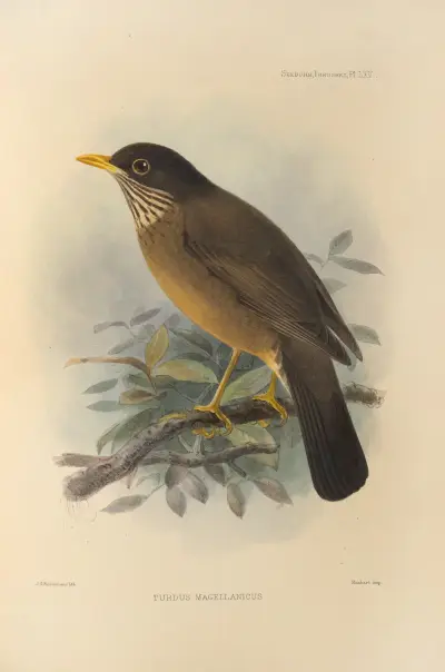 Turdus Magellanicus av Henry Seebohm