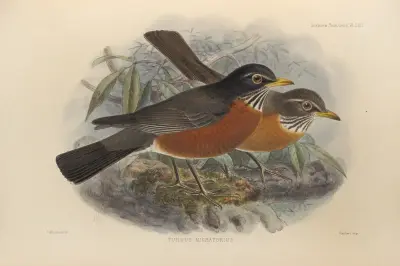 Turdus Migratorius av Henry Seebohm