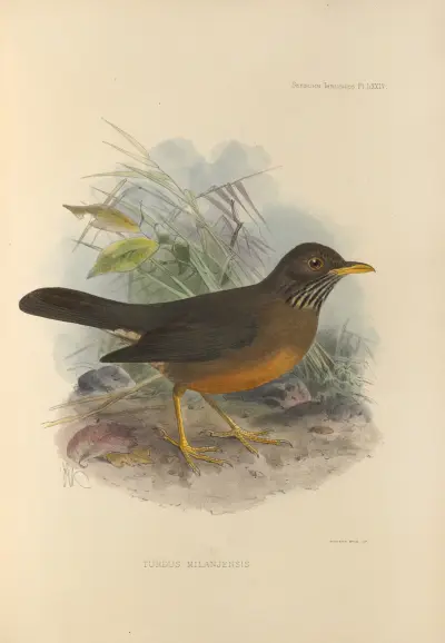 Turdus Milanjensis av Henry Seebohm