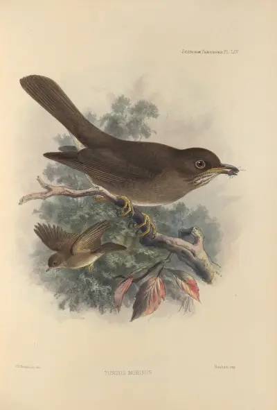 Turdus Murinus av Henry Seebohm