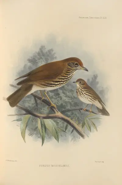 Turdus Mustelinus av Henry Seebohm