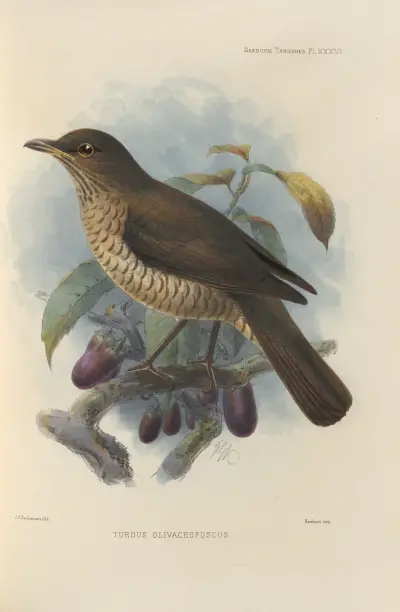 Turdus Olivaceofuscus, Henry Seebohm