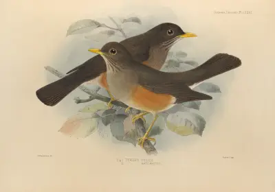 Turdus Pelios, Turdus Saturatus av Henry Seebohm