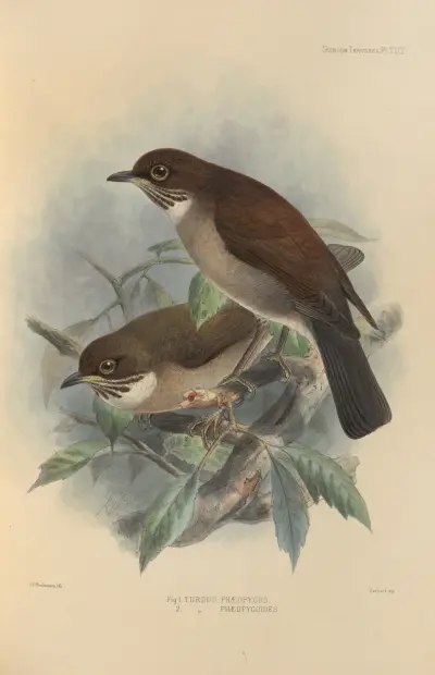 Turdus Phaeopygus, Turdus Phaeopygoides av Henry Seebohm