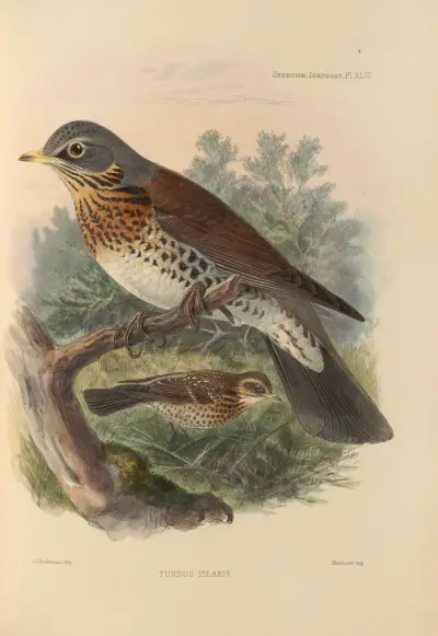 Turdus Pilaris av Henry Seebohm