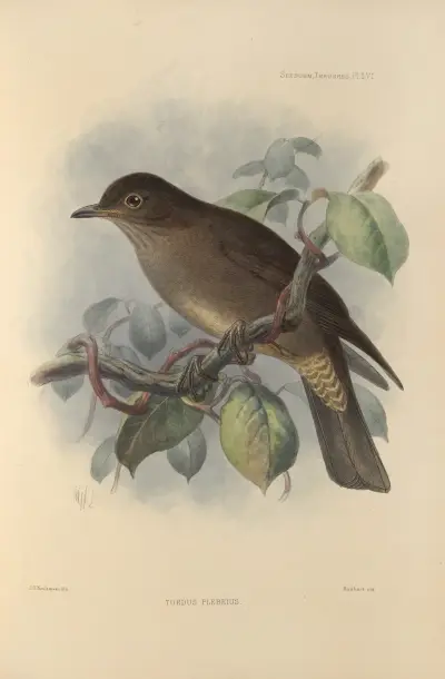 Turdus Plebeius av Henry Seebohm
