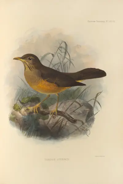 Turdus Stormsi av Henry Seebohm