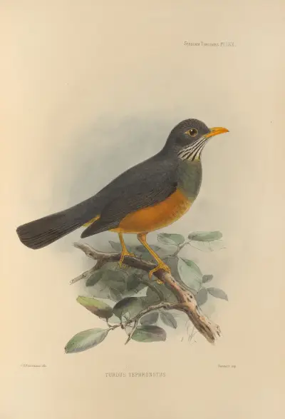 Turdus Tephronotus av Henry Seebohm