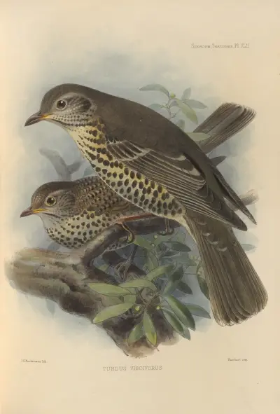 Turdus Viscivorus av Henry Seebohm