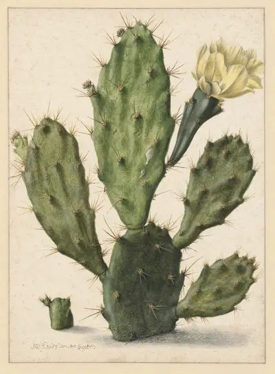 Bloeiende vijgcactus av Herman Saftleven