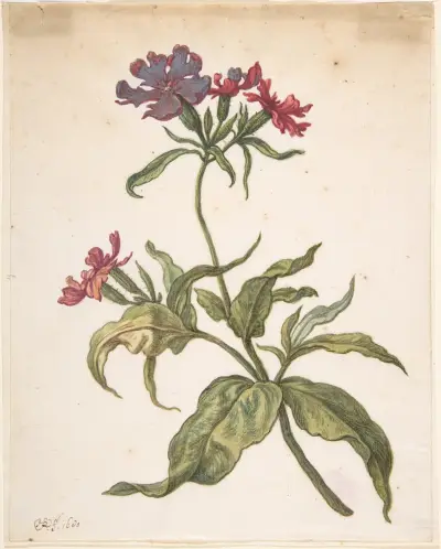 Studie av röd smällglim (Lychnis hirsuta) av Herman Saftleven